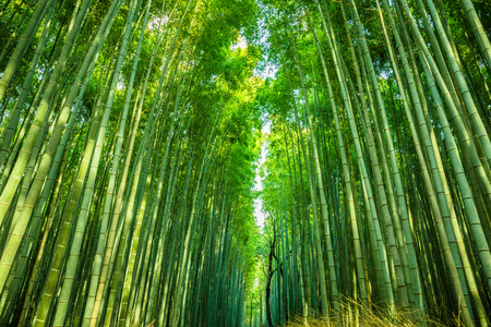 The bamboo groves of Arashiyama, Kyoto, Japan.の写真素材