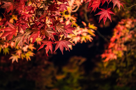 Illuminated autumn foliage in Hogonin Gardens, Arashiyama, Kyoto, Japan.の写真素材