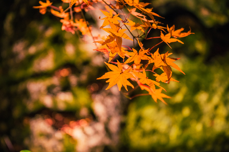 Illuminated autumn foliage in Hogonin Gardens, Arashiyama, Kyoto, Japan.の写真素材