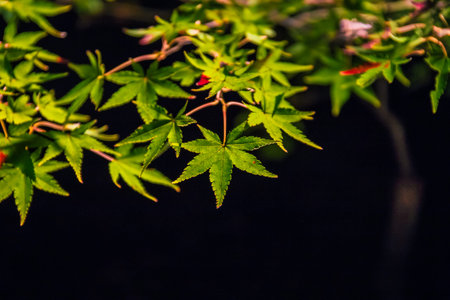 Illuminated autumn foliage in Hogonin Gardens, Arashiyama, Kyoto, Japan.