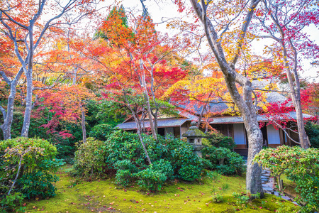 Kyoto, Japan - November 23, 2018: Colorful autumn maple trees at Okochi Sanso Garden, Arashiyama, Japan.のeditorial素材
