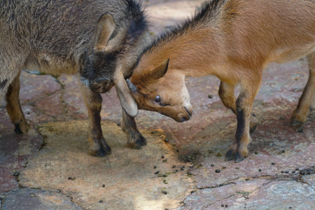 Baby goat