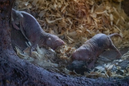 Baby Mole