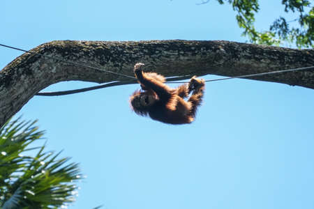 Young Orangutanの写真素材