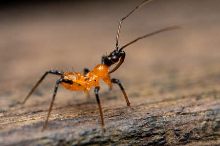 Assassin Bugの写真素材