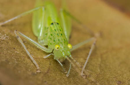 Asiophgis Thaumasiaの写真素材