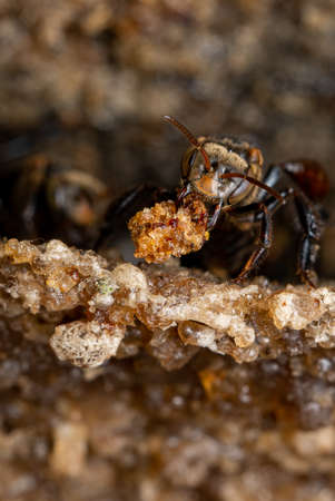 Stingless Beeの写真素材
