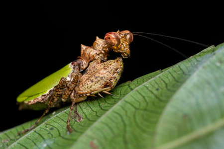 Leaf Camo Praying Mantisの写真素材