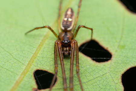 Long-jawed Orb Weaver Spiderの写真素材