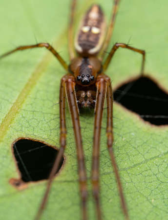 Long-Jawed orb weaver spiderの写真素材