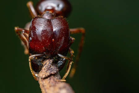 big headed antの写真素材