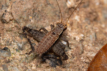 Lebinthus luaeの写真素材