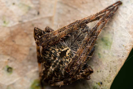 Orb Weaver Spiderの写真素材