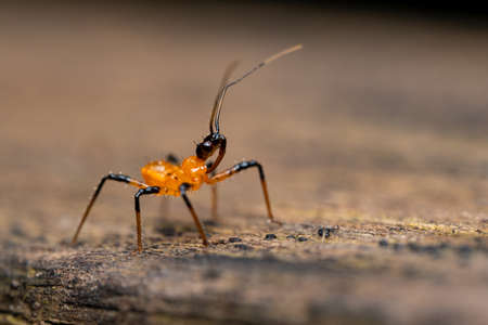 Assasin Bugの写真素材