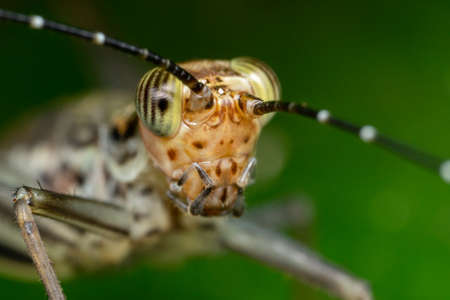 Close up of grasshopperの写真素材