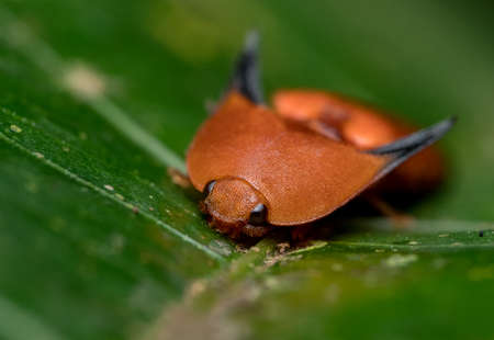 Emperor Click Beetleの写真素材