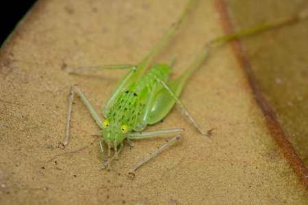 Asiophlgis Thamasiaの写真素材