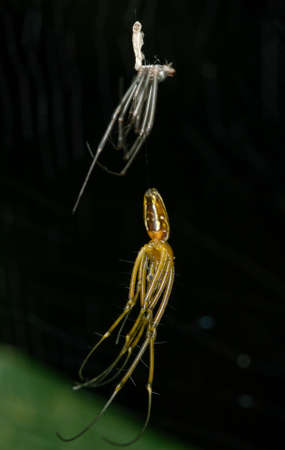 Orb Weaver shedding moltの写真素材