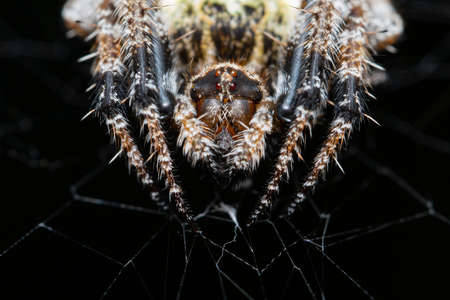 Black and White Orb Weaver Spiderの写真素材
