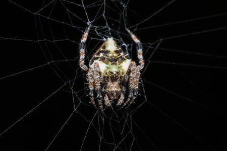 Black and White Orb Weaver Spiderの写真素材