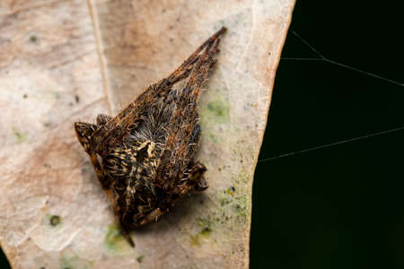 Orb Weaver Spiderの写真素材