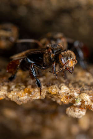 Stingless Beeの写真素材