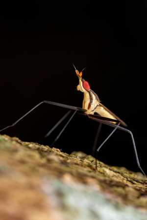 Catus Flyの写真素材