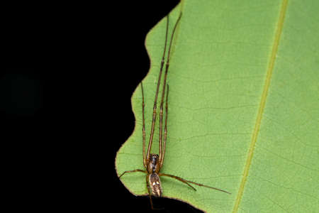 Long-jawed Orb Weaver Spiderの写真素材