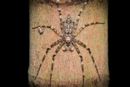 Baby Huntsman spiderの写真素材
