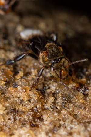 Stingless Beeの写真素材