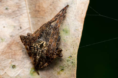 Orb Weaver Spiderの写真素材