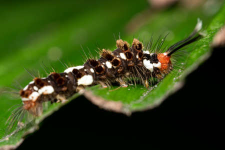 hairy caterpillarの写真素材