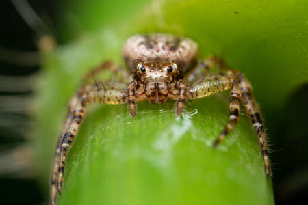 Crab Spiderの写真素材