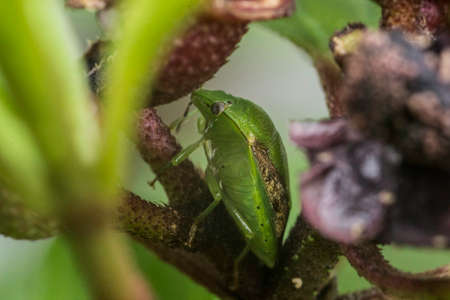 Green Shield Bugの写真素材