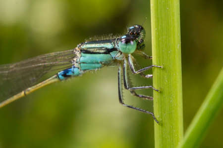 Damselflyの写真素材