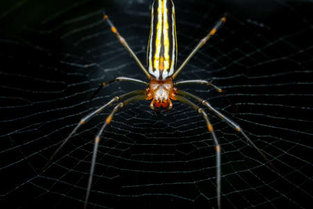 Big-jawed Spiderの写真素材