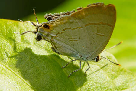Butterflyの写真素材