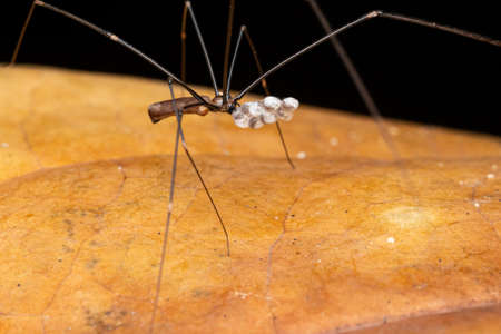Long Legged Spider (Uthina Luzonica Simon) with Egg Sacの写真素材