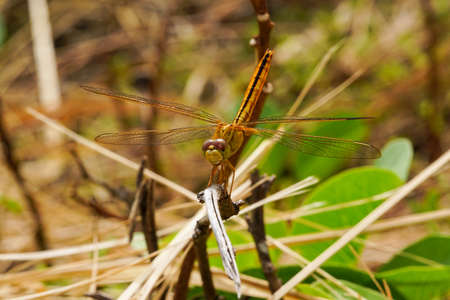 Dragonflyの写真素材