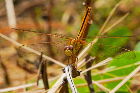 Dragonflyの写真素材