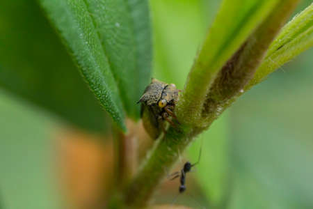 Plant Hopper (Cigarrinha ou Soldadinho)の写真素材
