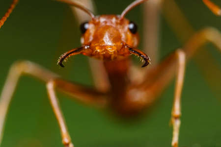 Red Antの写真素材