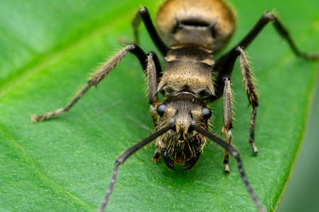 Golden Tailed Spiny Antの写真素材