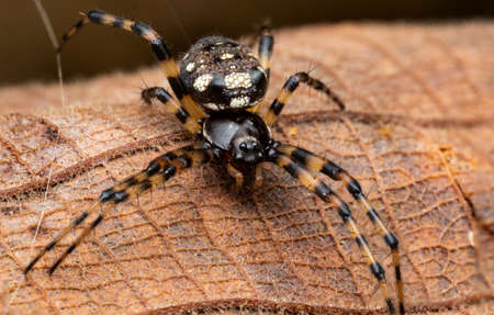 Orbweb Spiderの写真素材