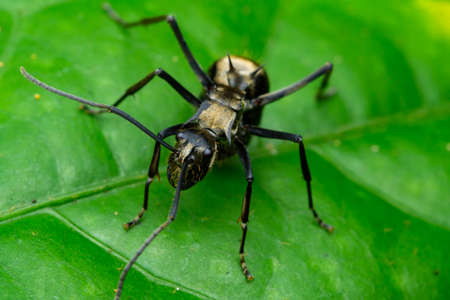 Golden Tailed Spiny Antの写真素材