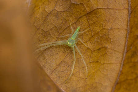 Green Crab Spiderの写真素材