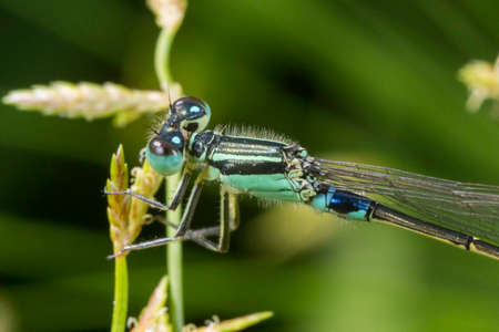 Damselflyの写真素材