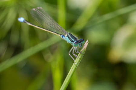 Damselflyの写真素材