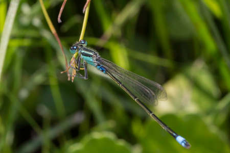 Damselflyの写真素材