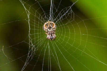 Web Spiderの写真素材